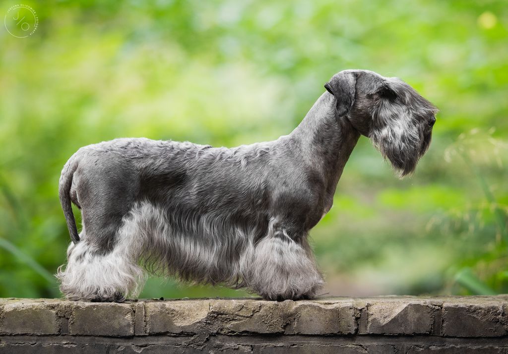 Cesky Terrier - The Breed Archive