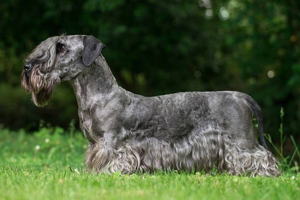 Cesky Terrier - The Breed Archive